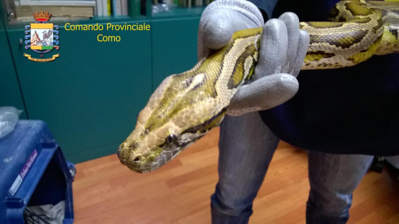 Como, nascondeva cocaina nella teca del pitone: arrestato 37enne