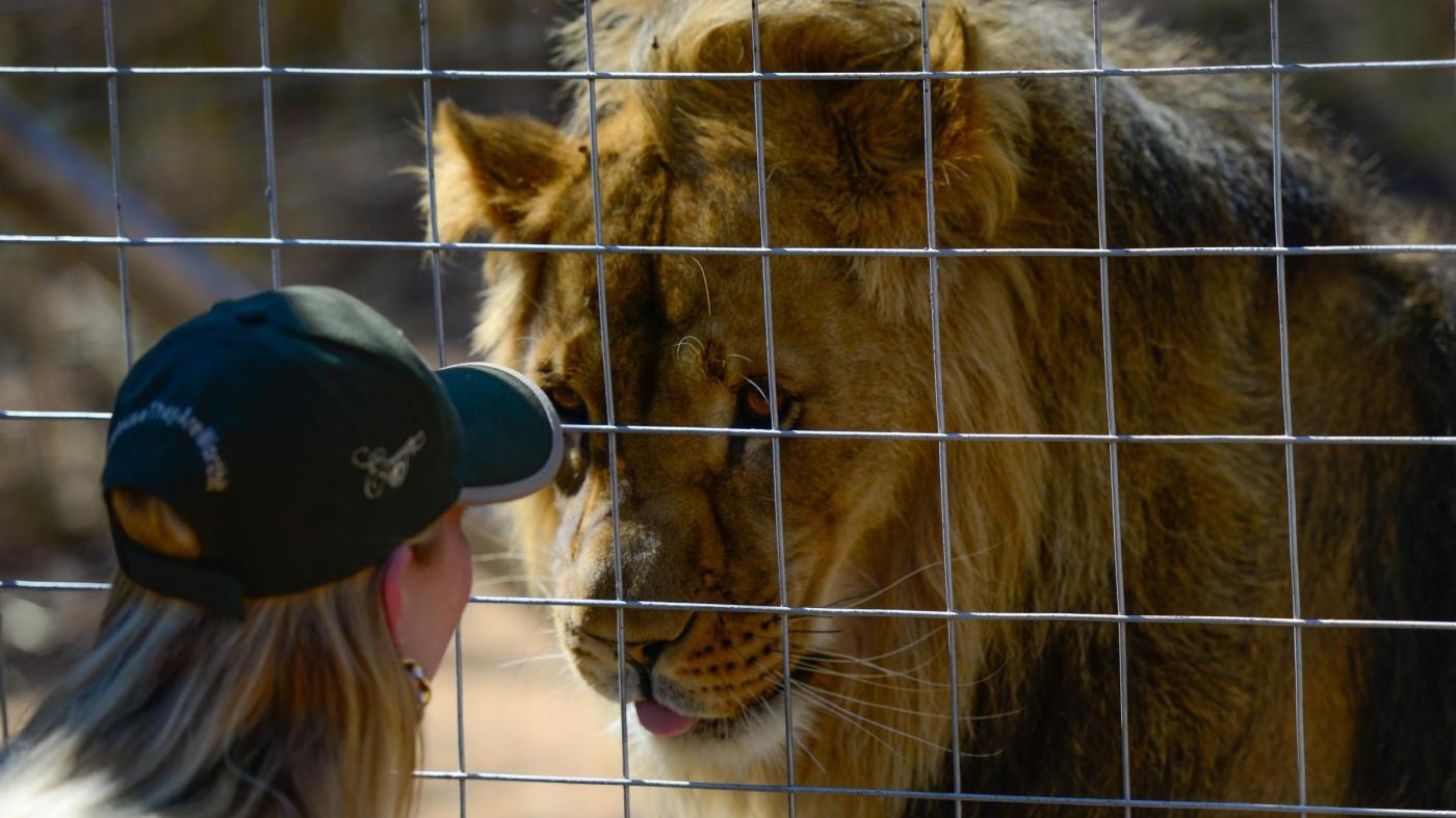 FOTO Sudafrica, la casa di cura per leoni salvati dai circhi