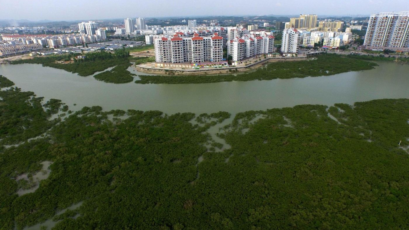 FOTO – Cina, le foreste di mangrovie utili a fermare gli tsunami