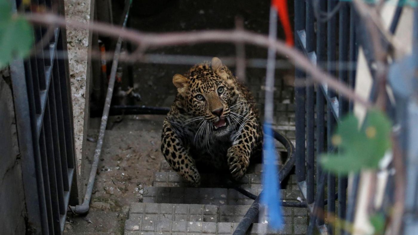 FOTO Nepal, un leopardo si perde per le strade di Kathmandu