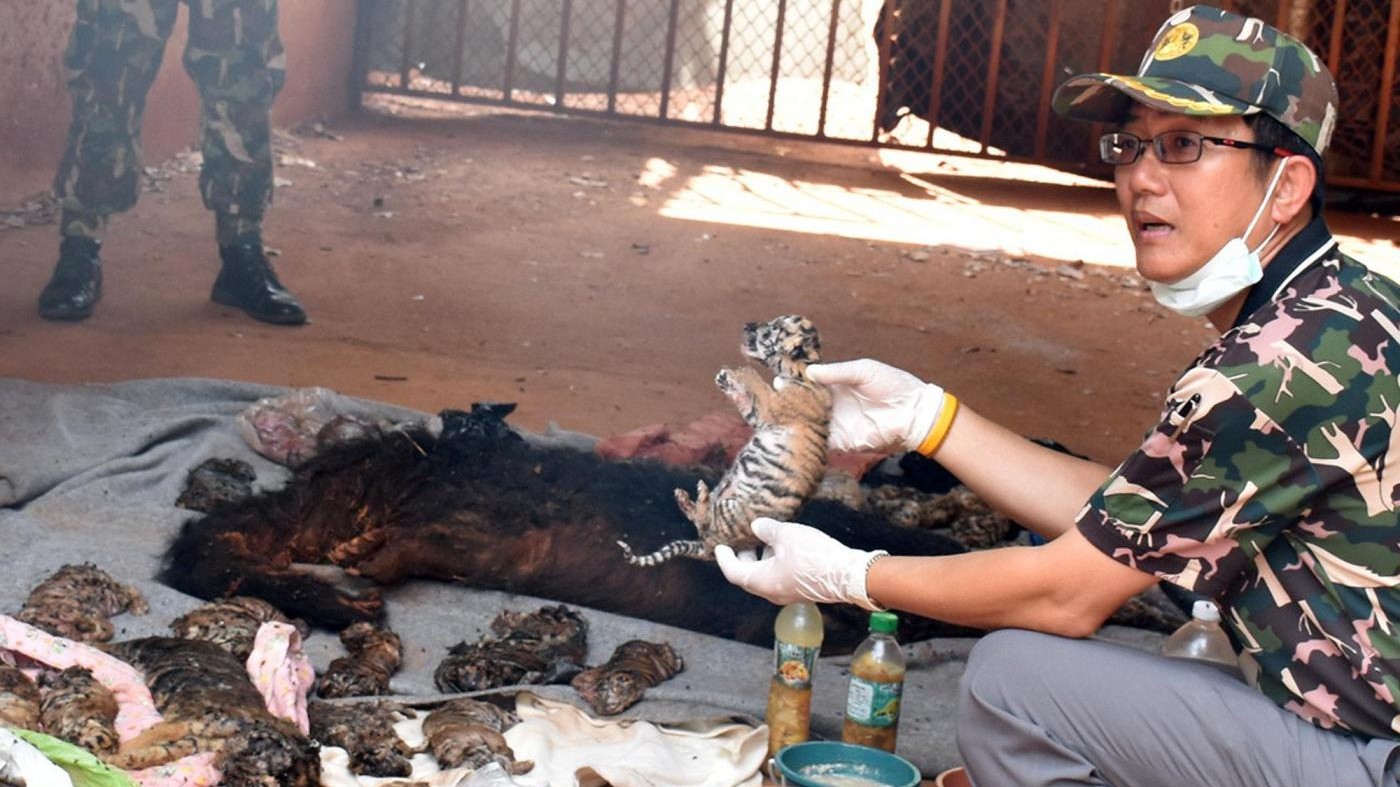 FOTO Orrore in Tempio delle Tigri: 40 cuccioli morti in un freezer