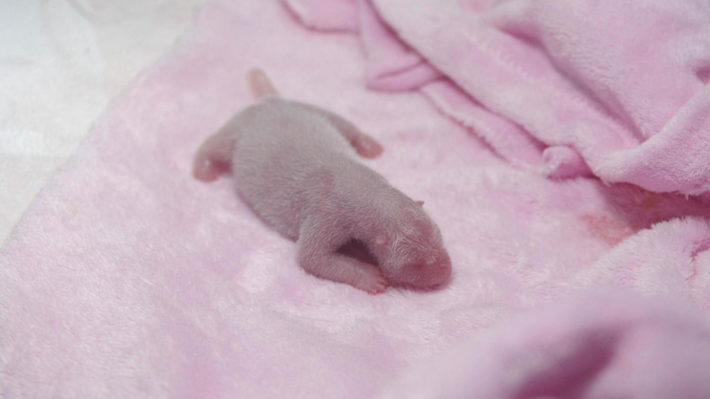 La nascita di un piccolo panda nella riserva di Chengdu