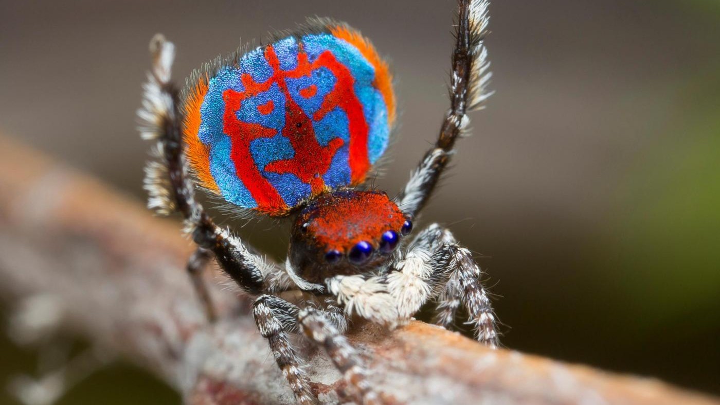 FOTO – Australia, scoperta una nuova specie di ragno-pavone