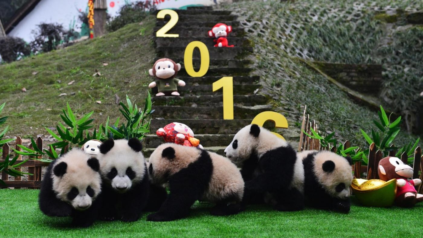 Cina, i santuari del panda gigante