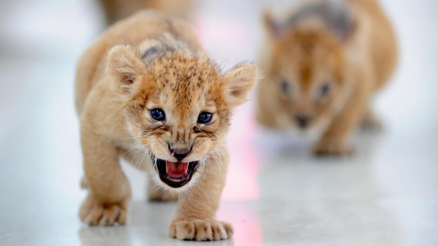 Cina, cuccioli di leone giocano nel parco di Shenyang