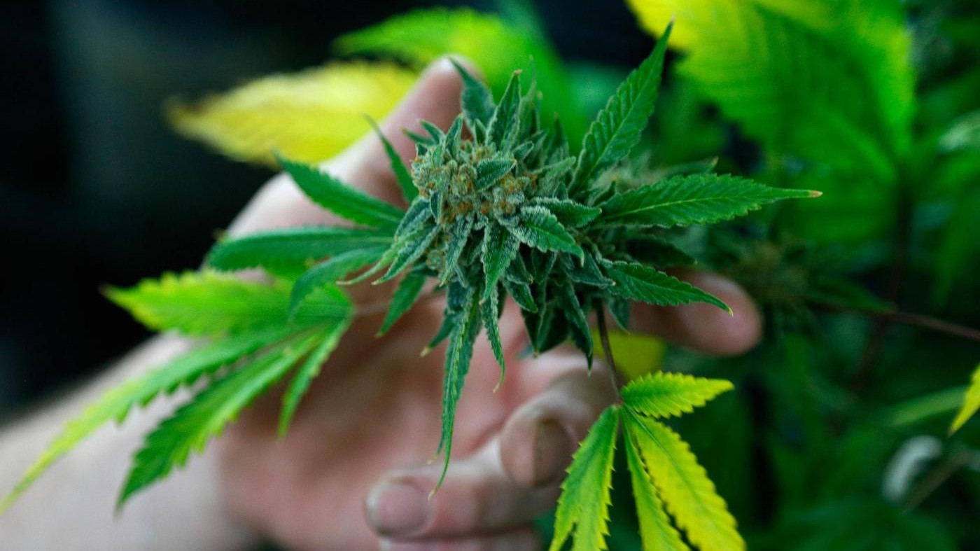 Roma, coltiva in casa 250 piante di marijuana: arrestato