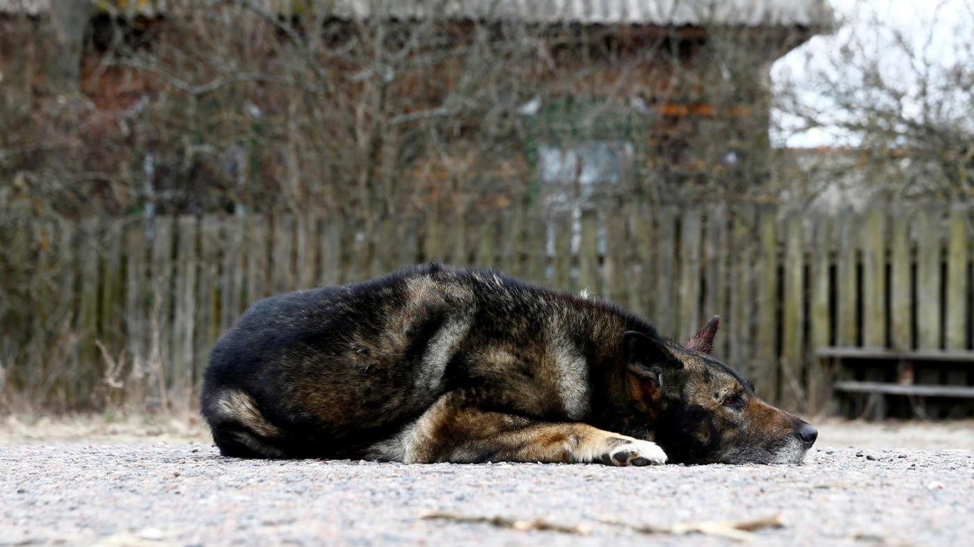 Milano, investe cane e fugge: polemica contro veterinaria