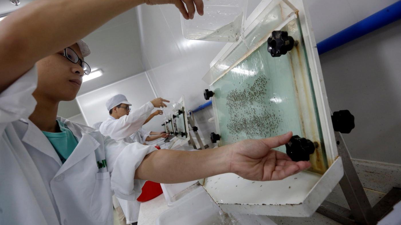 Zika, studio su topi: Virus attacca anche cervello adulti