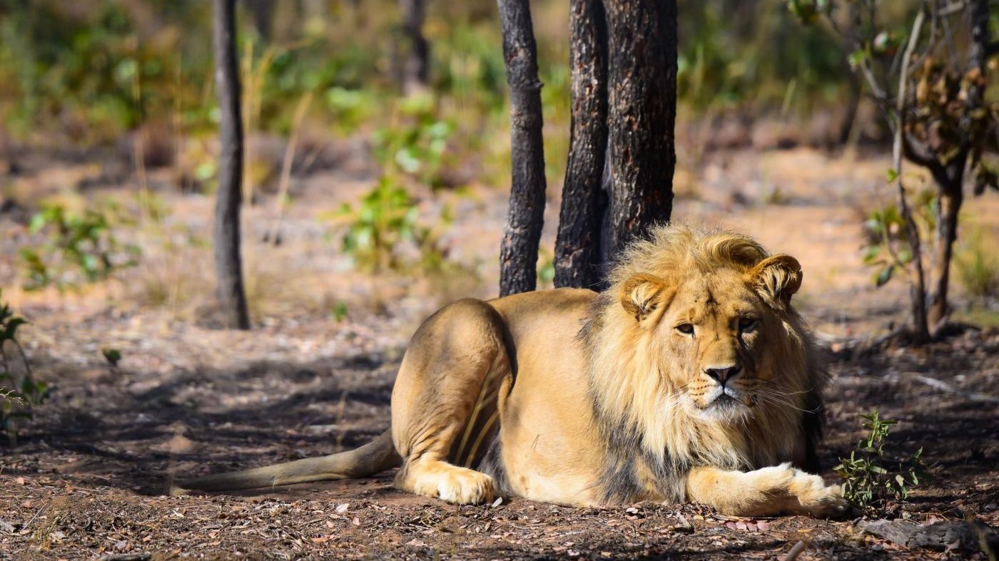 Kenya, bimba uccisa da leoni: erano scappati da parco nazionale