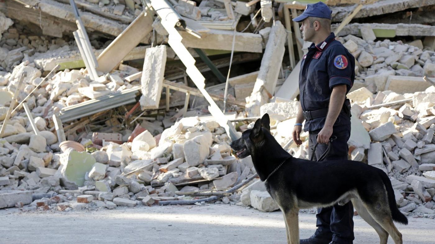 Terremoto, ritrovata cagnetta Lola: oltre 400 gli animali assistiti