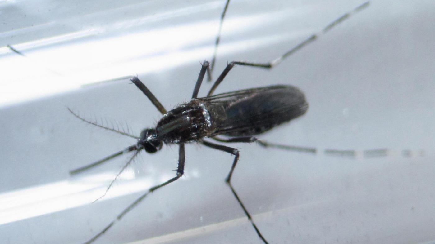Zika, a Modena caso sospetto: al via disinfestazione per zanzara tigre