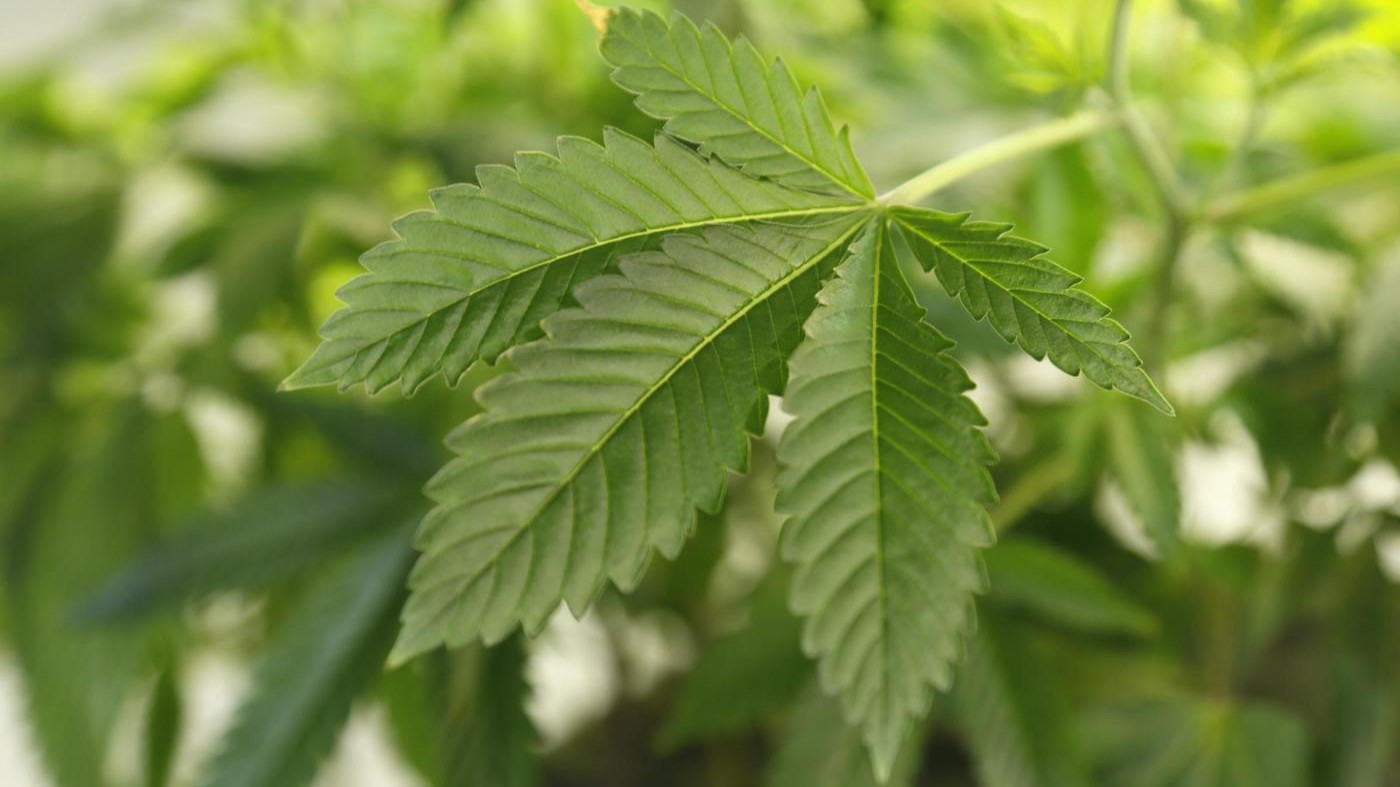 Cannabis, legalizzazione in aula alla Camera: il ddl in pillole