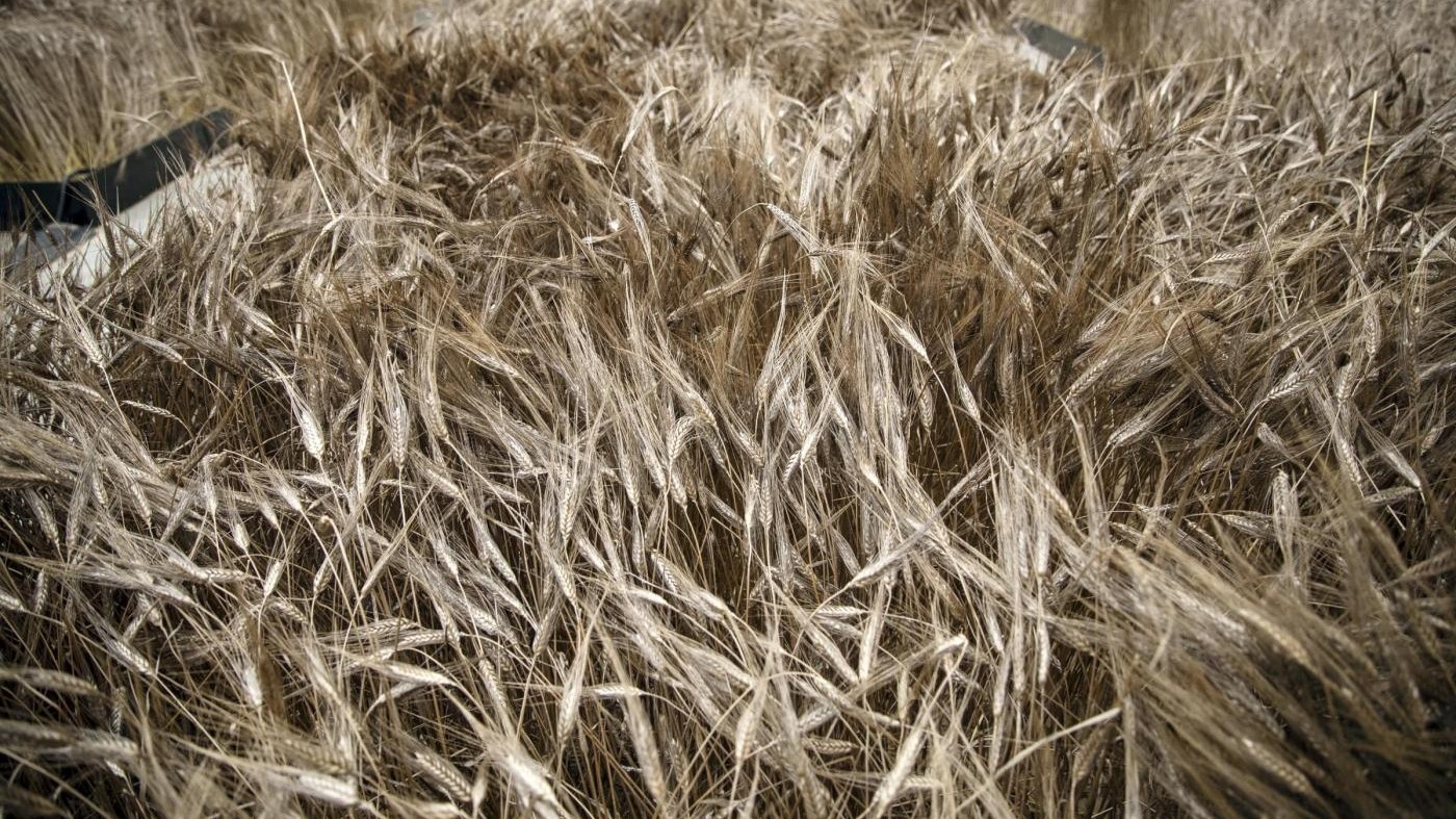 Foggia, sequestrati 6mila quintali di grano contaminato
