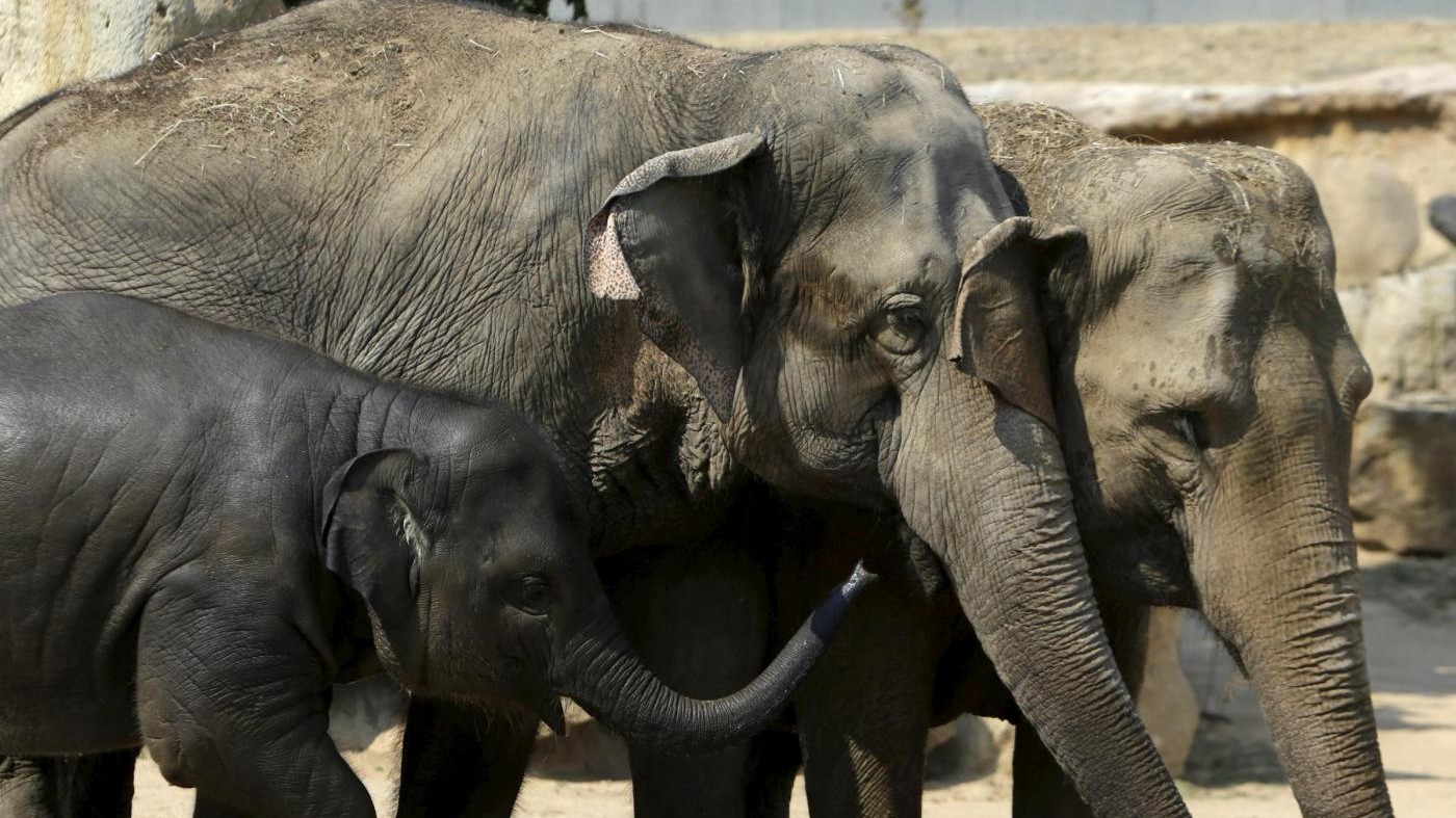 Tragedia allo zoo di Rabat: elefante uccide bimba di 7 anni