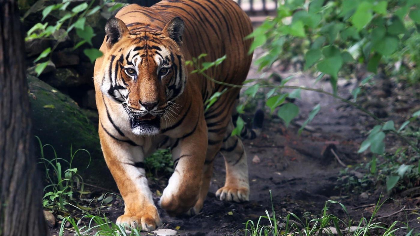 Giornata mondiale della tigre, allarme Wwf: Chiudere ‘tiger farm’