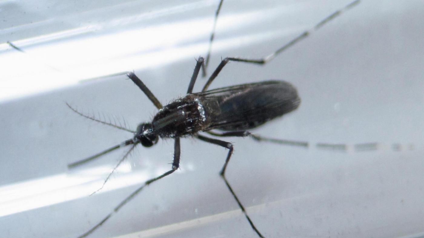 L’allarme del Pentagono: 33 membri esercito infettati da Zika
