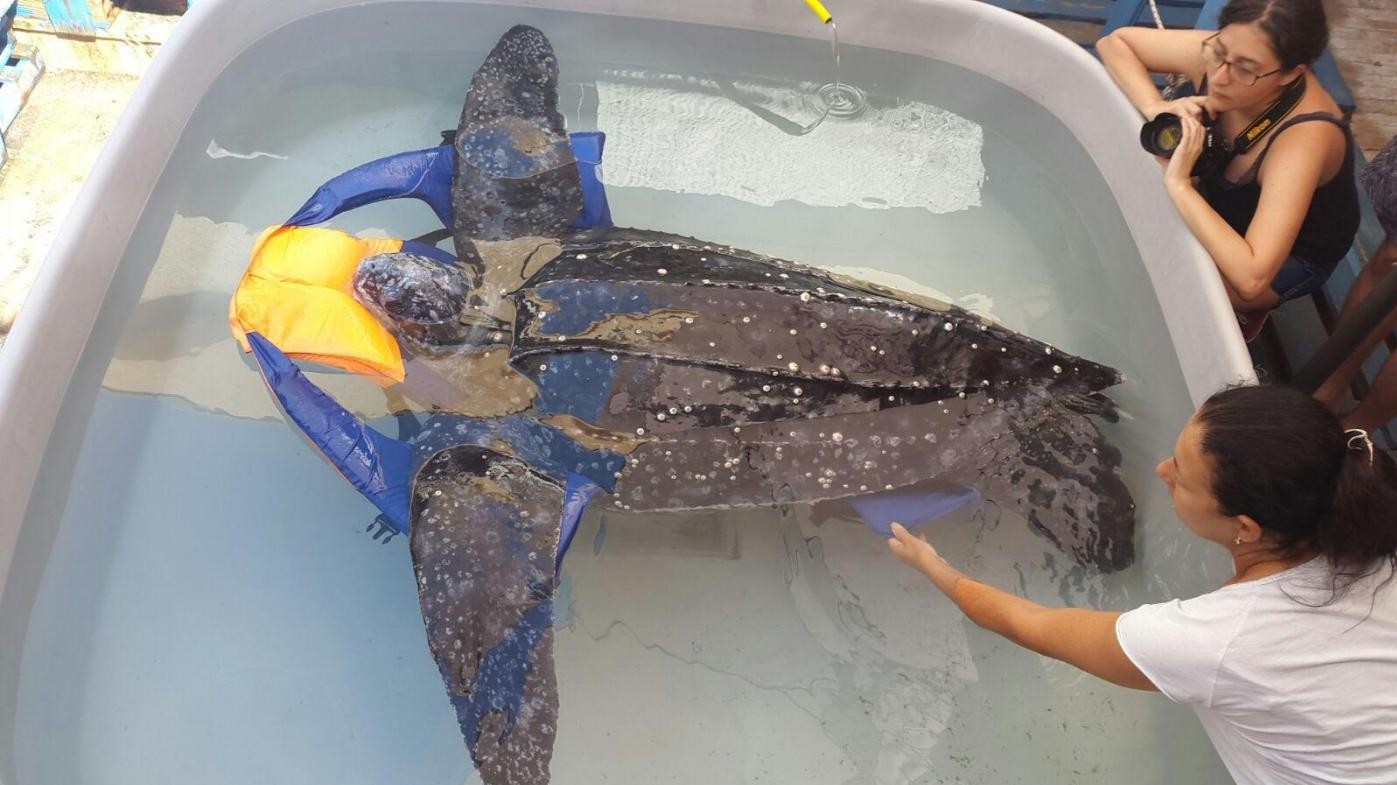 Tartaruga gigante soccorsa a Lampedusa: vani sforzi per salvarla