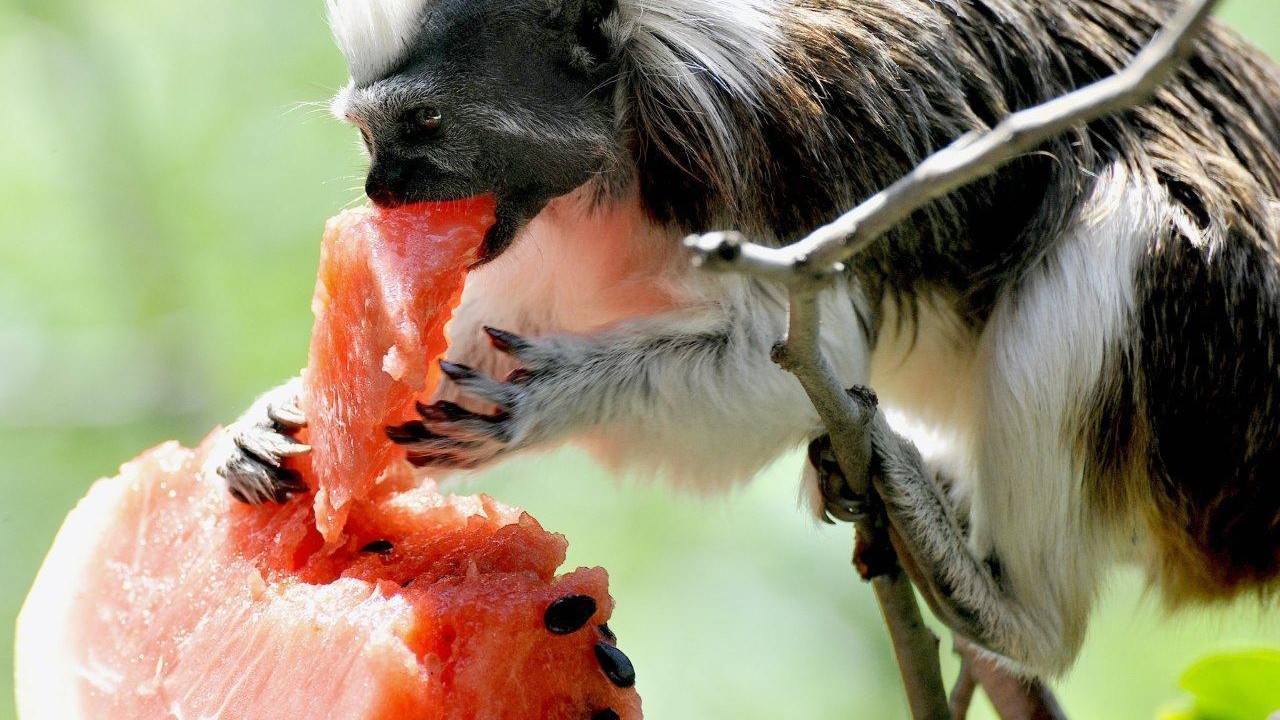 Anguria, melone, pesche: meglio di qualsiasi condizionatore
