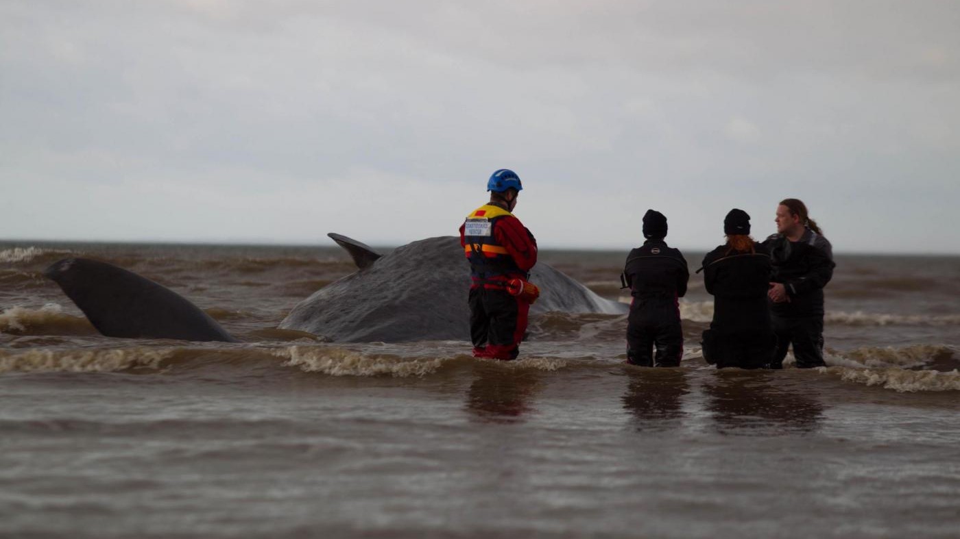 Argentina, liberata in mare balena che si era arenata