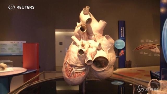 In mostra a Toronto il cuore più grande del mondo