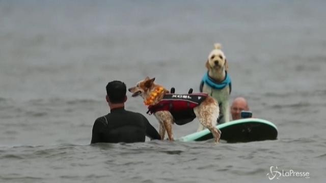 California, cani e padroni si sfidano sulla tavola da surf