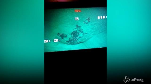 La nascita di 16 tartarughine Caretta caretta