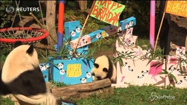 Primo compleanno per i panda gemelli