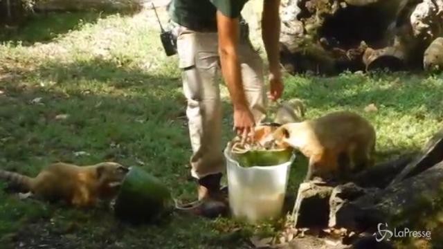 Frutta ghiacciata contro il caldo al Bioparco di Roma