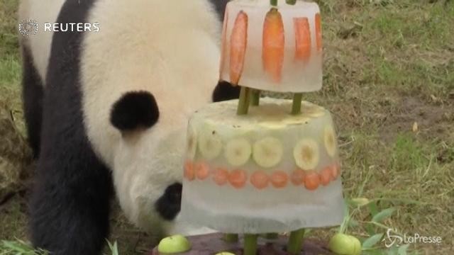 Una torta di ghiaccio per festeggiare il compleanno dei panda
