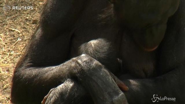 Belgio, nello zoo di Mechelen è nato un piccolo bonobo