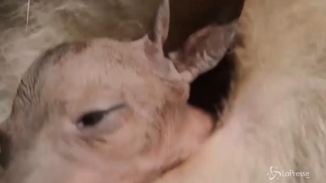 Il baby canguro spunta dal marsupio per la prima volta