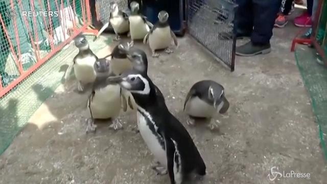 Argentina, la marcia dei pinguini “riabilitati”
