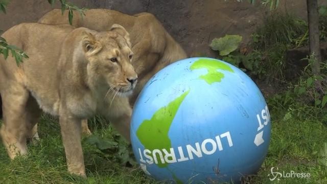 Allo zoo di Londra si festeggia la giornata mondiale del leone