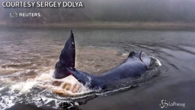 Russia: balena intrappolata nella baia