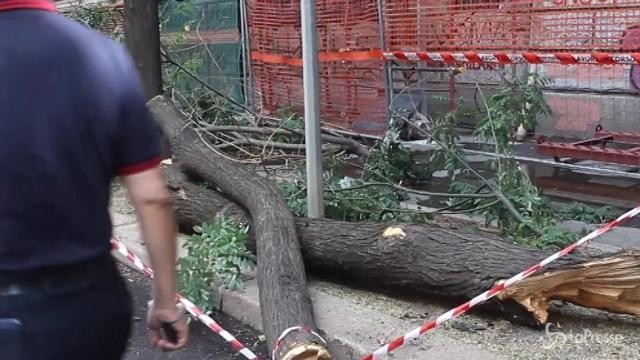 Milano, albero sradicato in viale Montello