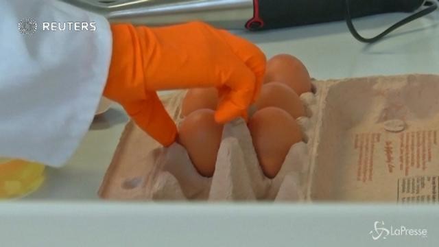 Uova contaminate, coinvolta anche l’Italia