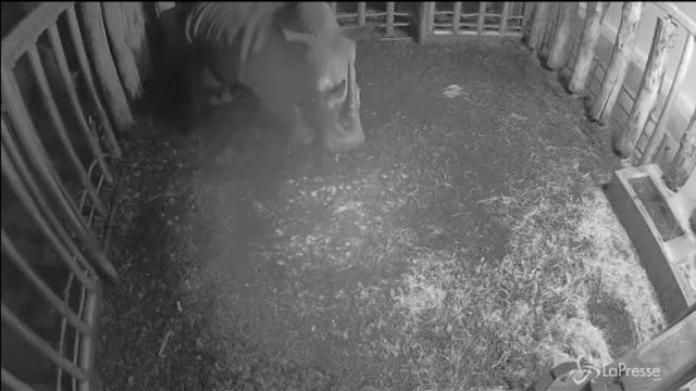 Il rinoceronte bianco neonato dello zoo olandese
