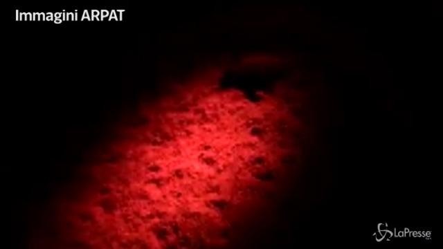 Isola d’Elba: nate cinquanta tartarughe