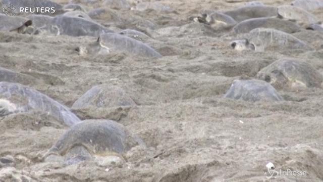 Messico, tartarughe marine invadono la spiaggia