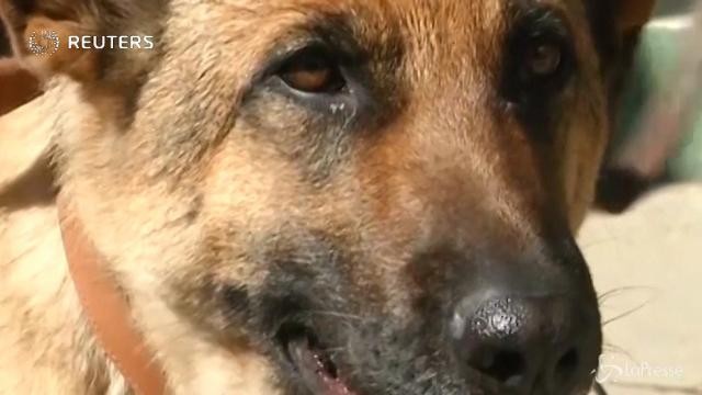 Bolivia, la polizia premia i cani antidroga
