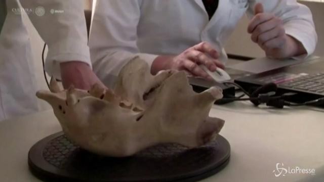 Scoperta in Messico una nuova specie di bradipo-gigante