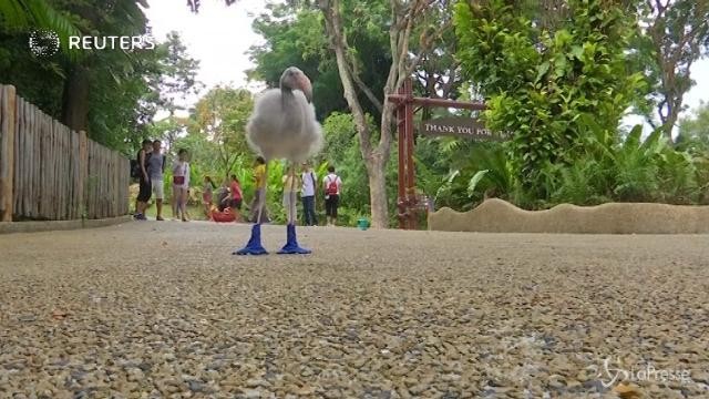 A Singapore il fenicottero ha gli “stivali”