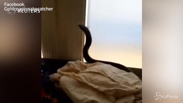 Scoperto in casa avvolto ai giocattoli: è un serpente velenoso