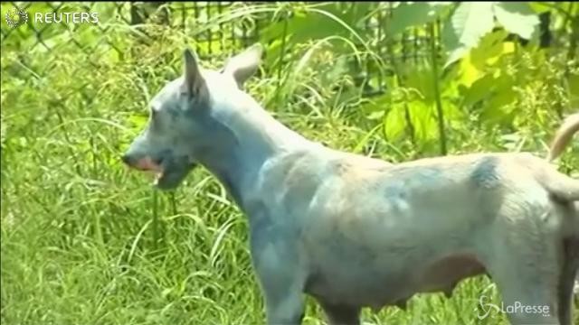 Per le strade di Mumbai cani randagi di colore blu