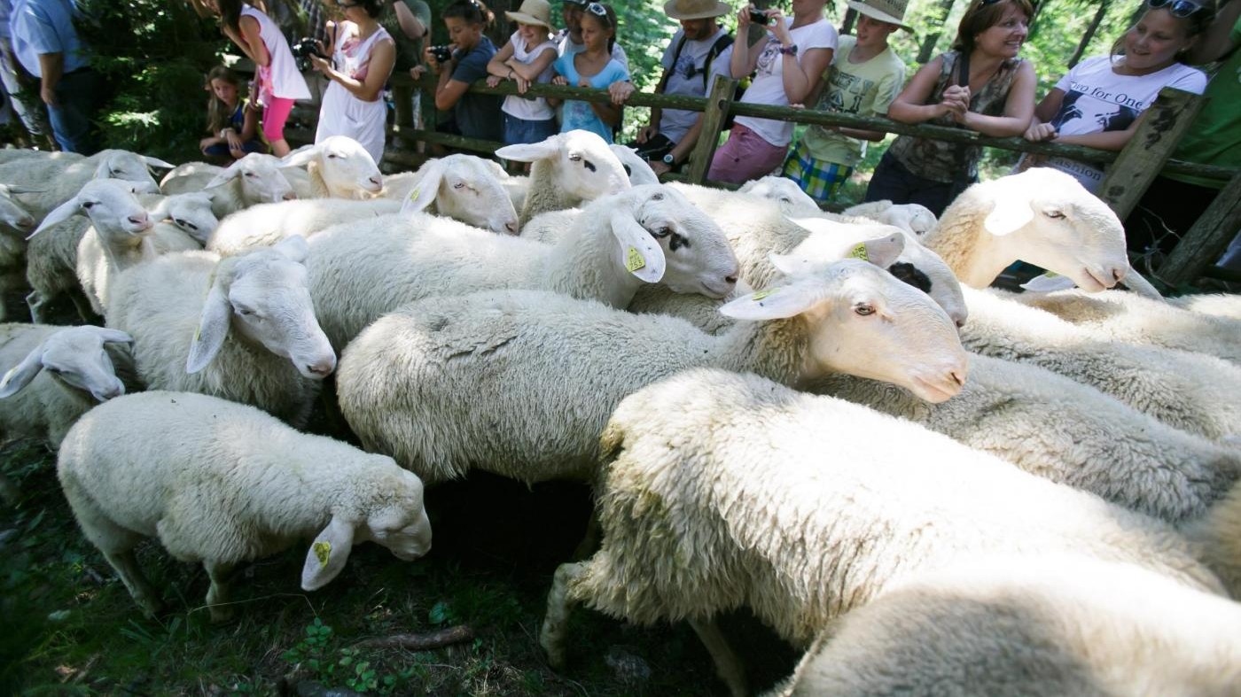 Torino, recuperate 53 carcasse di pecora in Val di Susa