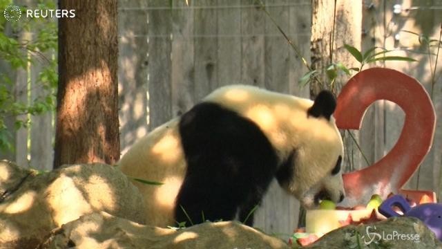 Torta di compleanno per il panda Bei Bei