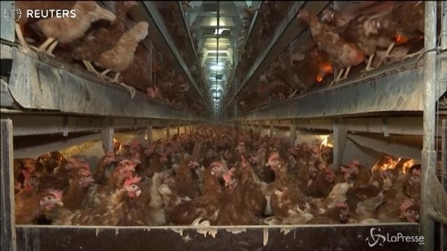 Due casi di uova contaminate in Campania