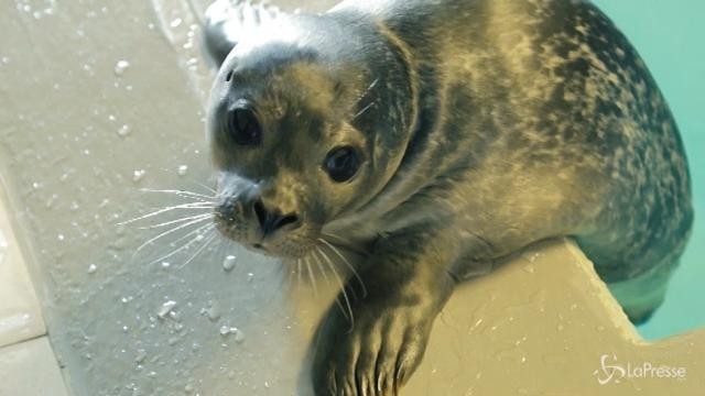 VIDEO Un cucciolo di foca all’Acquario di Genova