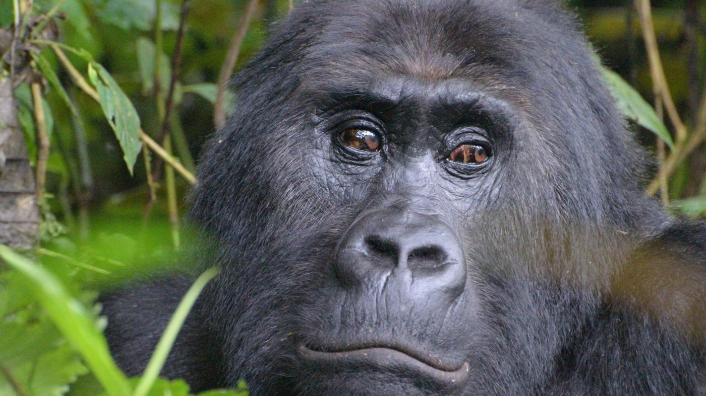 Bimbo cade nel recinto del gorilla allo zoo di Cincinnati