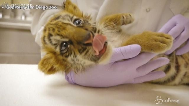 Un cucciolo di tigre accolto allo zoo di San Diego